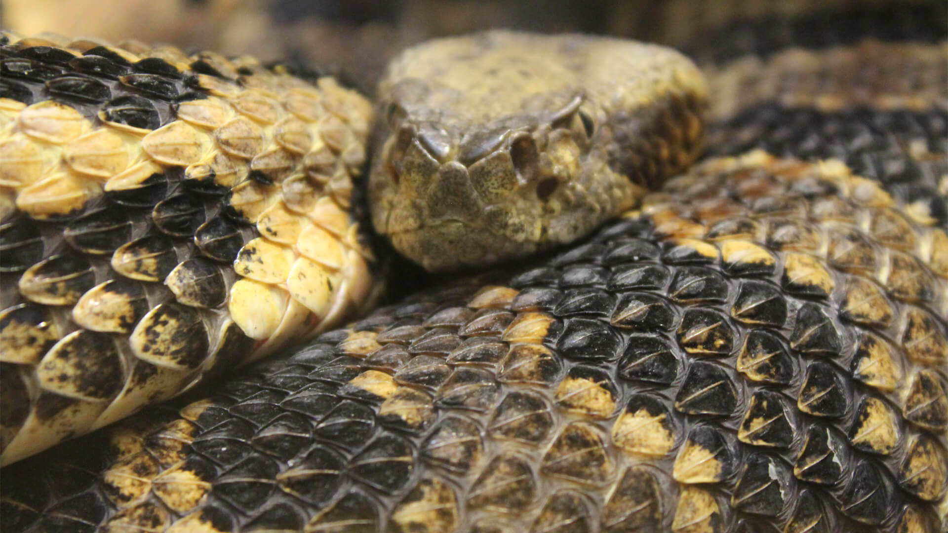 Timber Rattlesnake