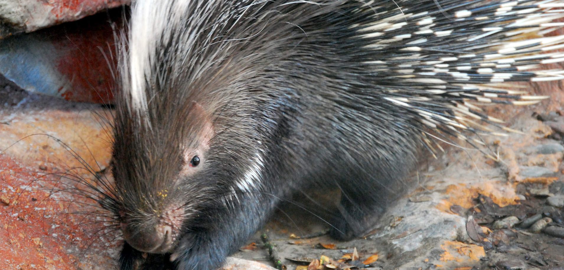Central Florida Zoo & Botanical Gardens African Crested