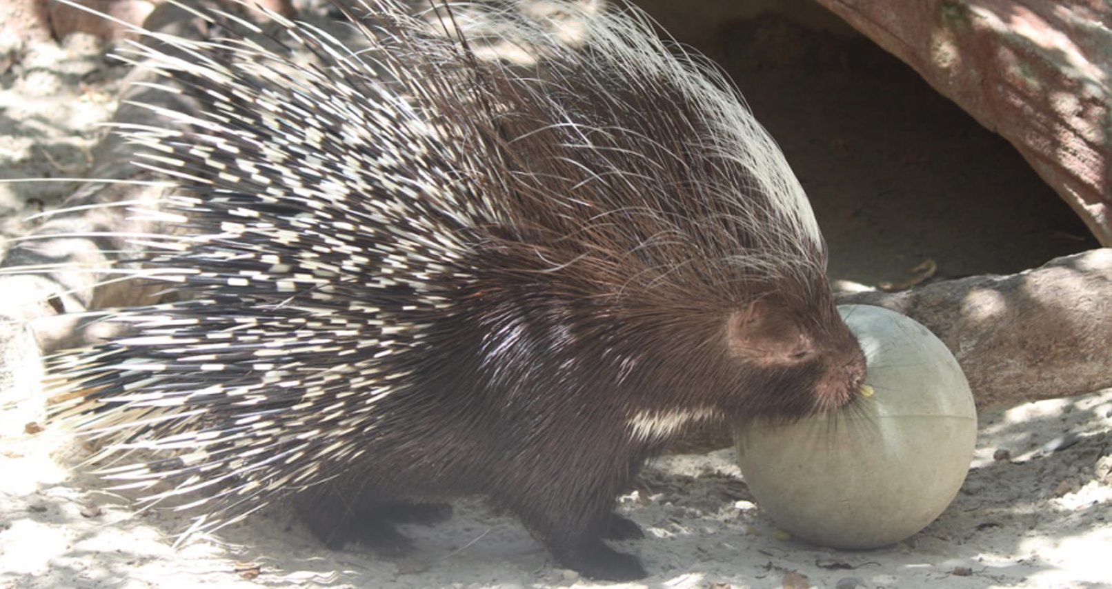 CFZ African Crested Porcupine CFZ