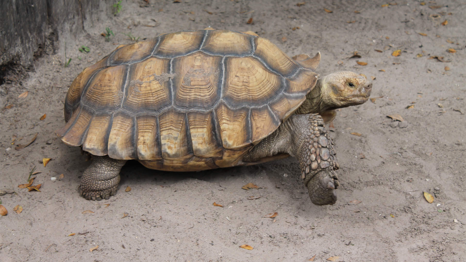 Central Florida Zoo & Botanical Gardens african spurred tortoise (4) Central Florida Zoo