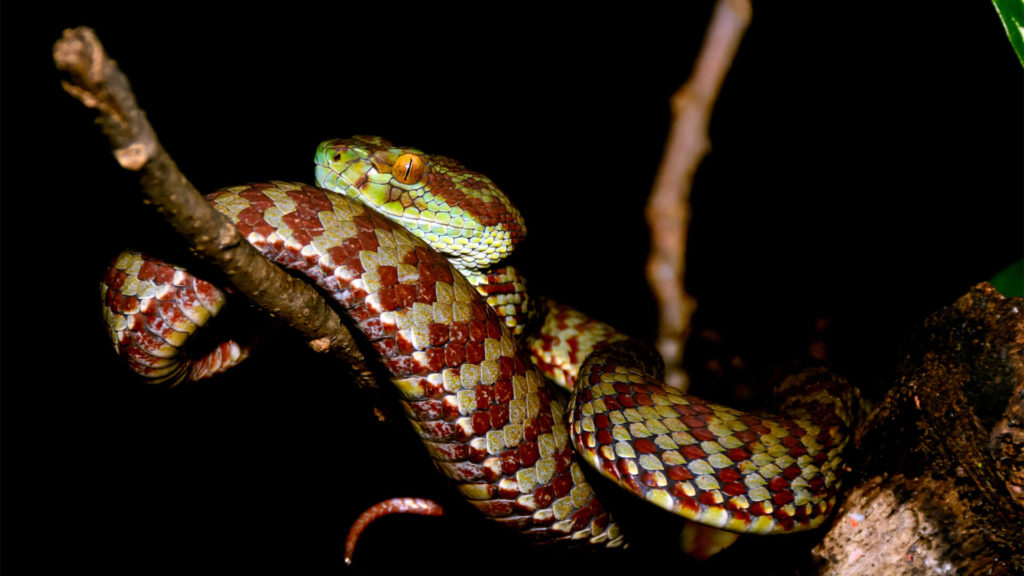 Beautiful Pit Viper Attraction | Central Florida Zoo Animals
