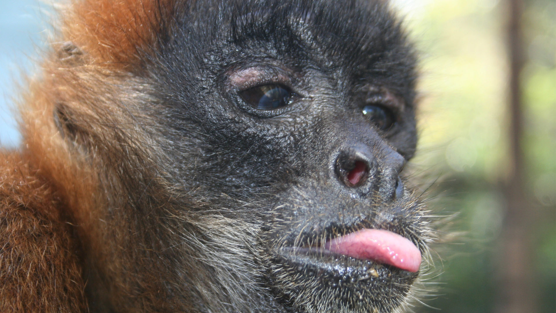 Central Florida Zoo & Botanical Gardens black handed spider monkey (6
