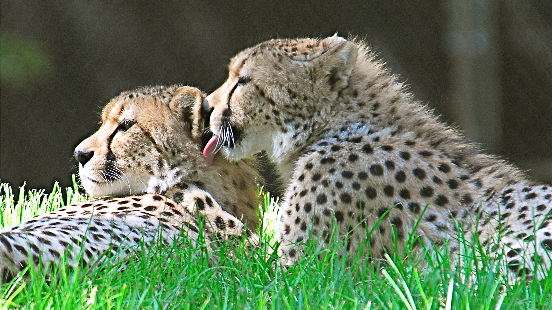 Central Florida Zoo & Botanical Gardens Cheetah Central Florida Zoo