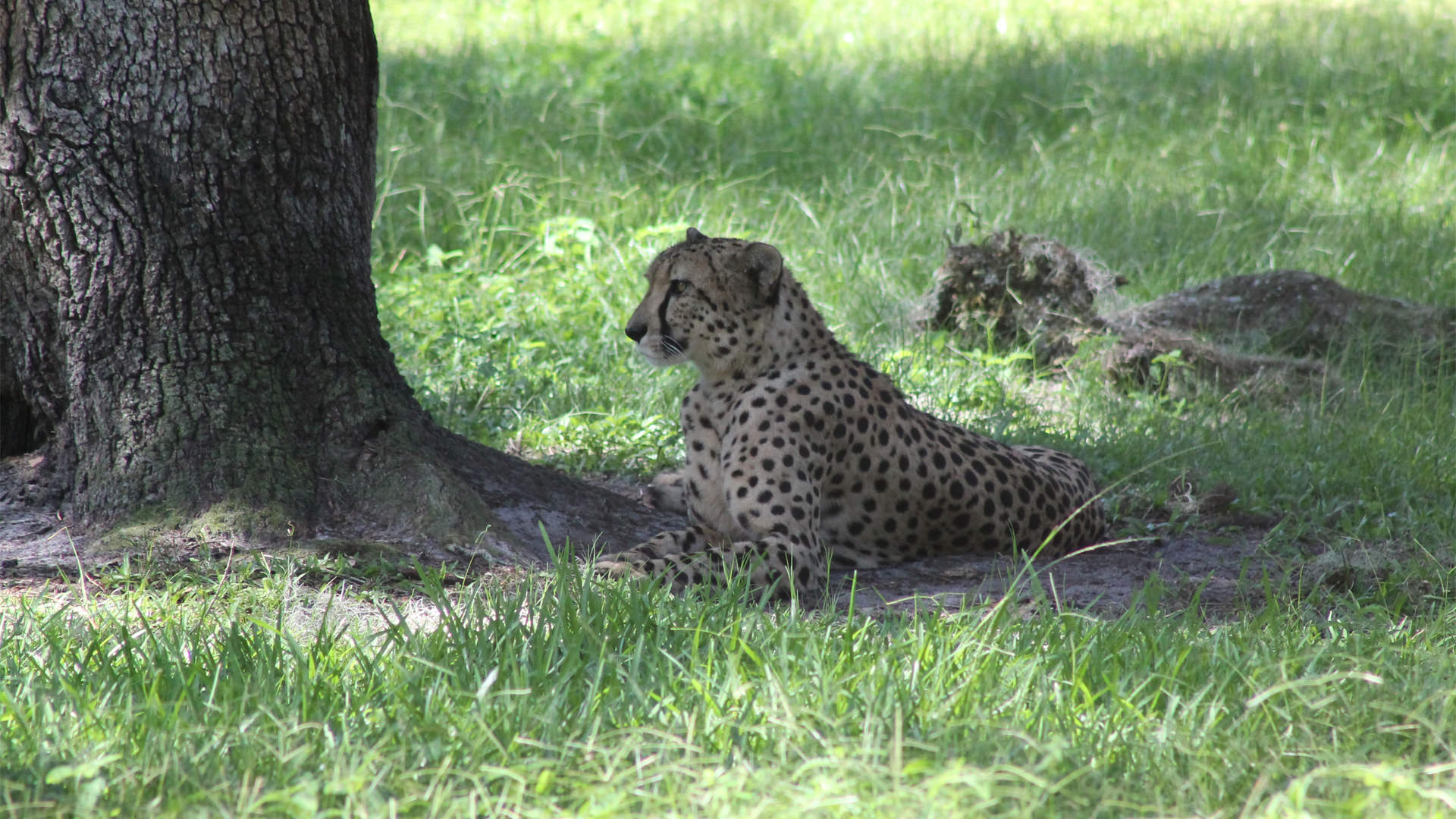Central Florida Zoo & Botanical Gardens cheetah (4) Central Florida