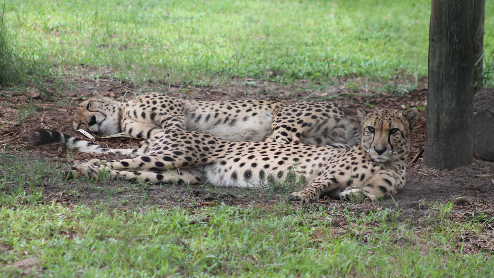 Central Florida Zoo & Botanical Gardens cheetah (6) Central Florida