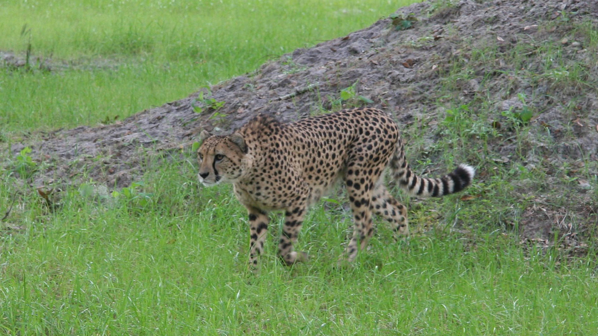 Central Florida Zoo & Botanical Gardens Cheetah Central Florida Zoo