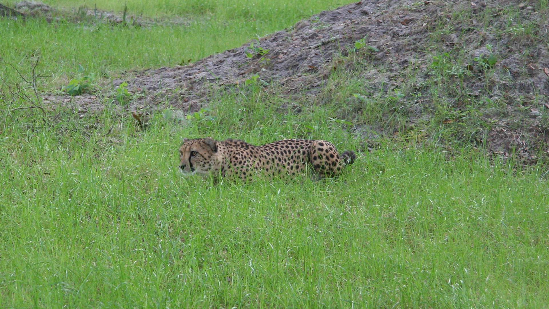 Central Florida Zoo & Botanical Gardens cheetah (9) Central Florida