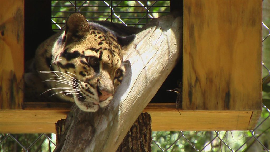 Central Florida Zoo & Botanical Gardens clouded leopard (5) – Central