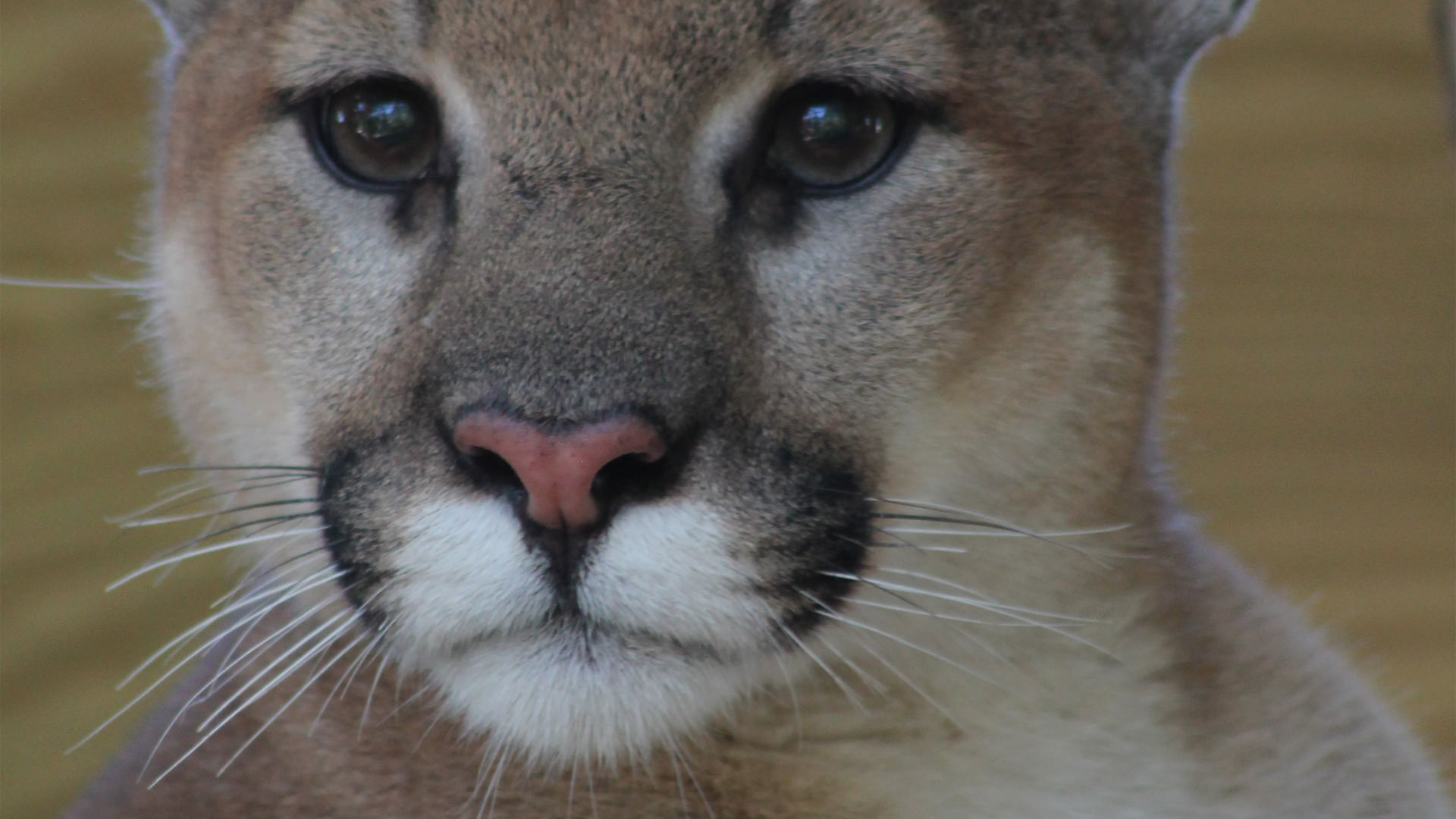 Central Florida Zoo & Botanical Gardens Cougar Central Florida Zoo