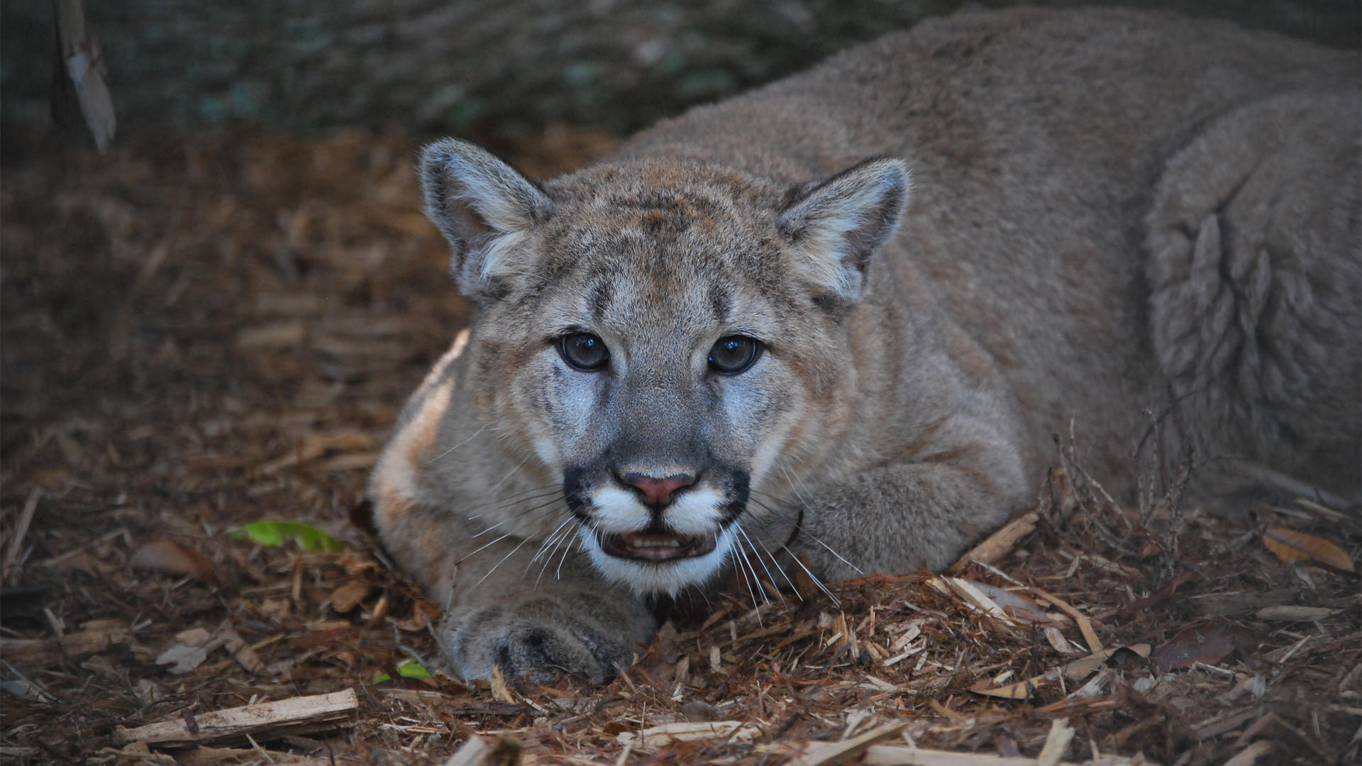 Central Florida Zoo & Botanical Gardens Cougar Central Florida Zoo