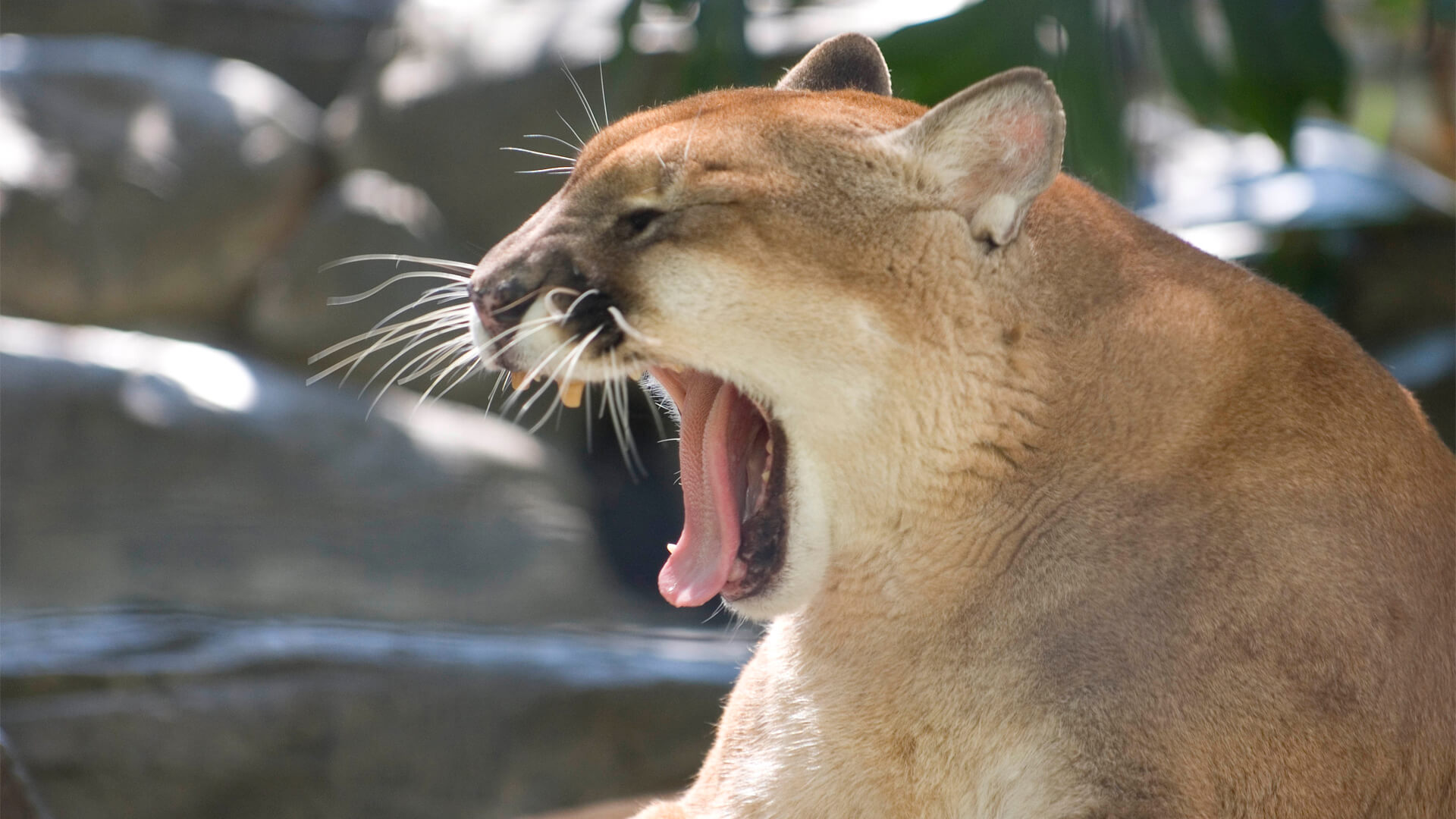 Central Florida Zoo & Botanical Gardens cougar (6) Central Florida
