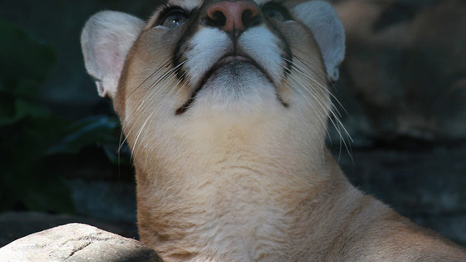 Central Florida Zoo & Botanical Gardens Cougar Central Florida Zoo