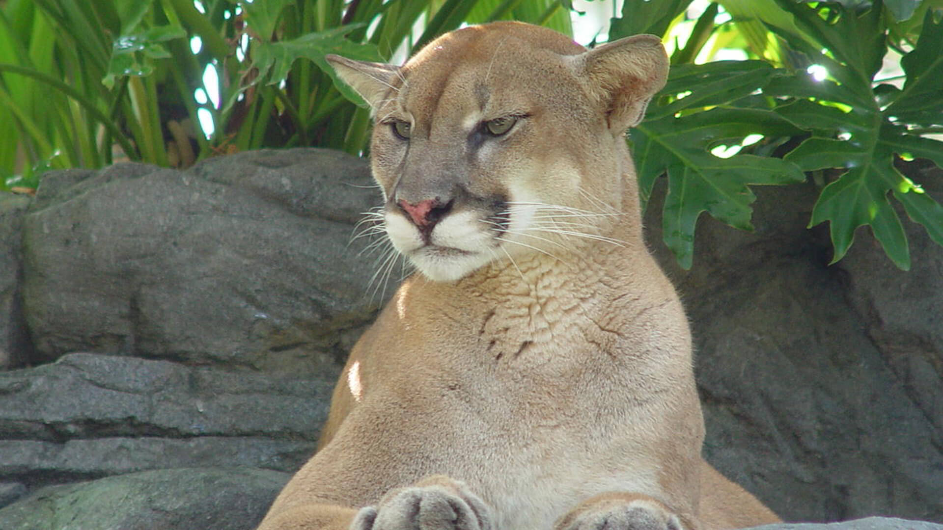 Central Florida Zoo & Botanical Gardens cougar (8) Central Florida