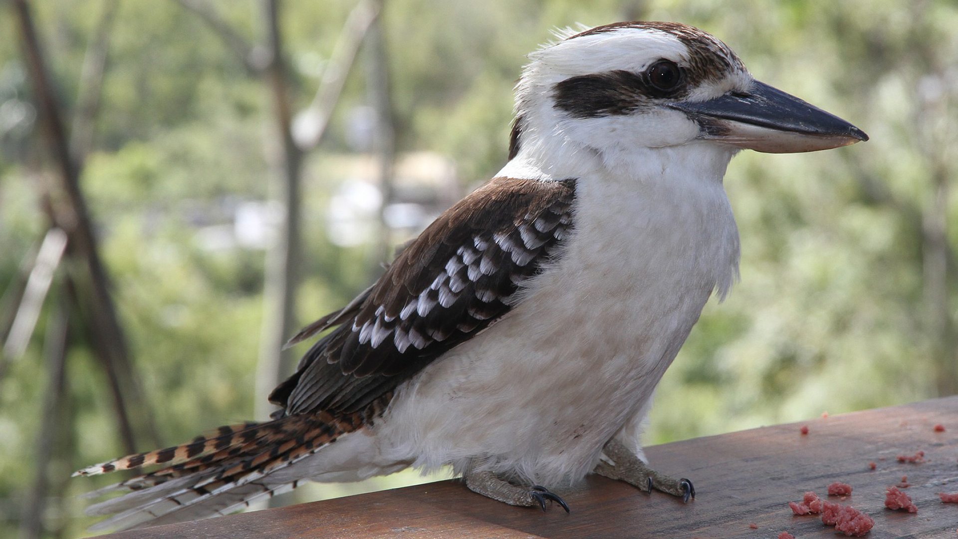 Jaegerlist bird on tree