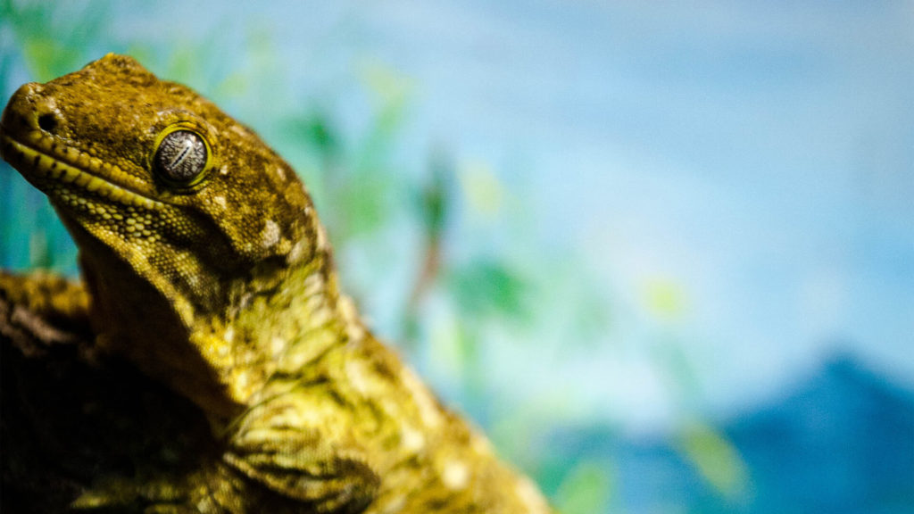 Central Florida Zoo & Botanical Gardens New Caledonian Giant Gecko