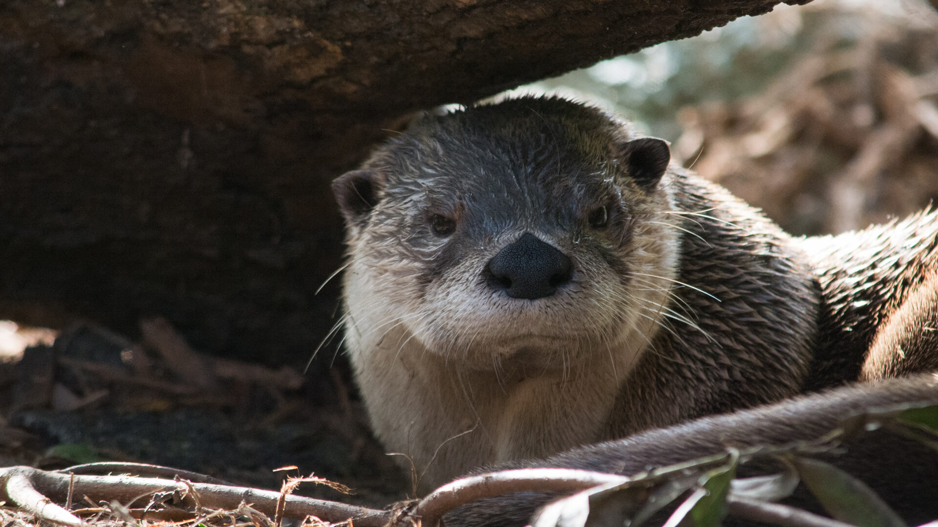 Central Florida Zoo & Botanical Gardens northamericanriverotter(10