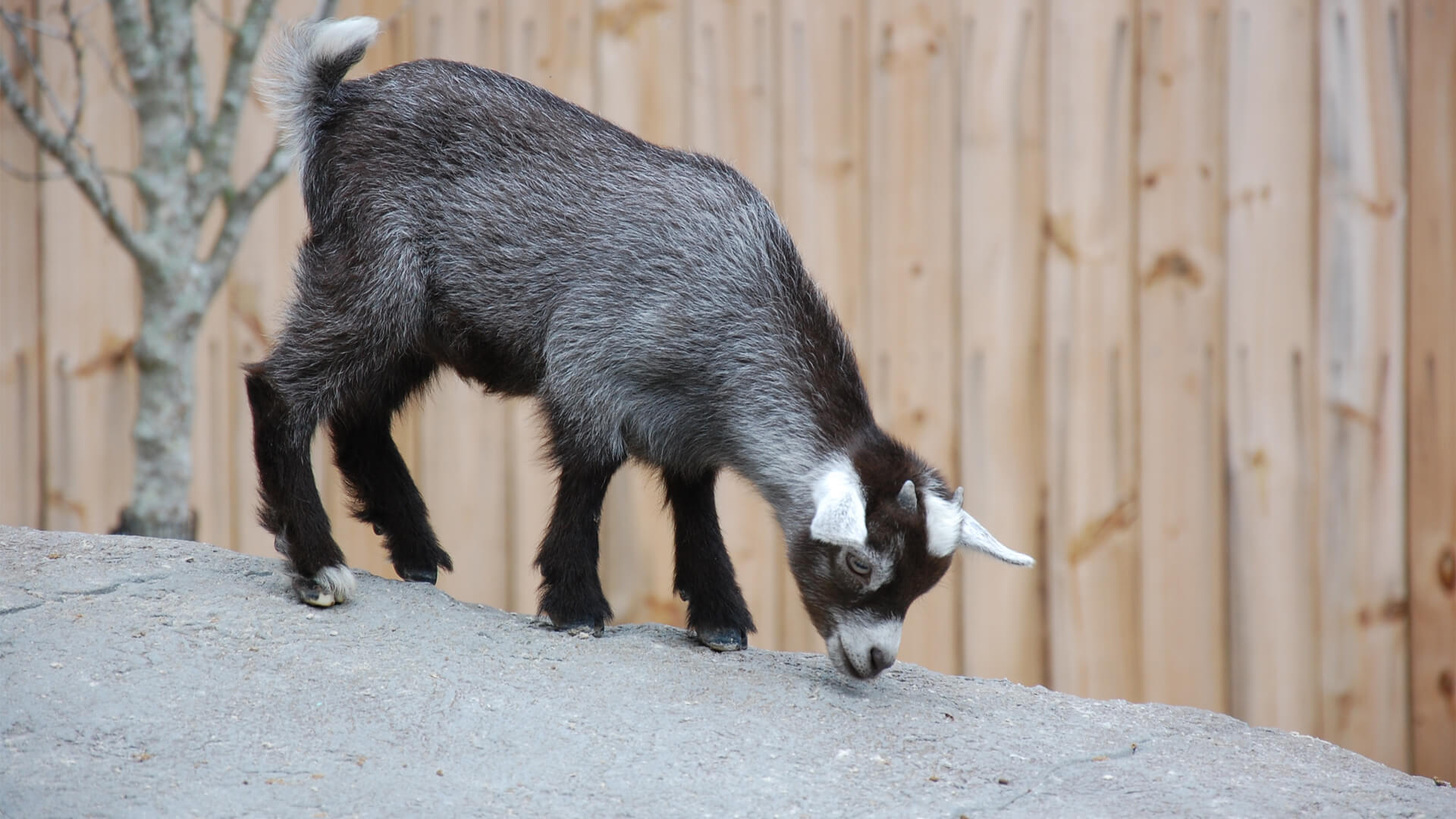 Central Florida Zoo & Botanical Gardens pygmy goat (13) Central