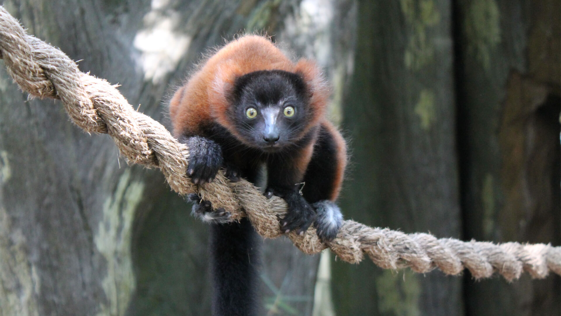 Central Florida Zoo & Botanical Gardens Lemur Conservation Day