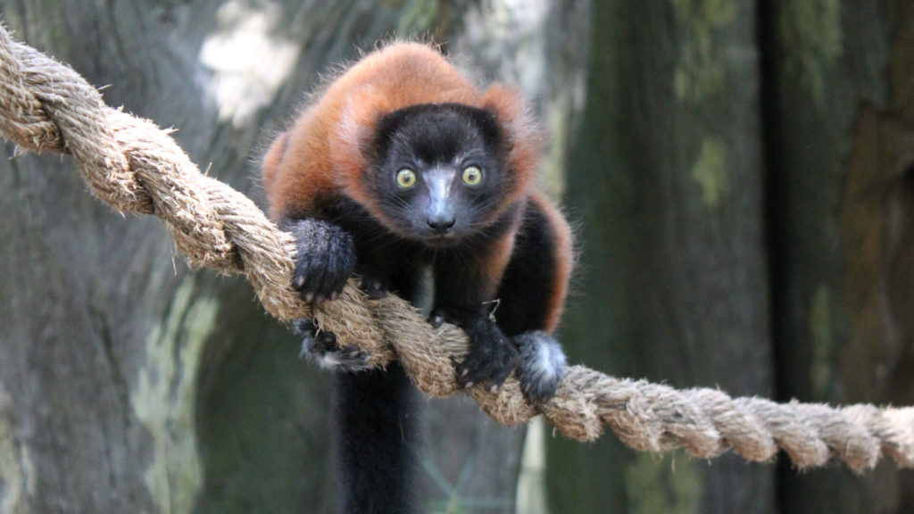 Red ruffed lemur on a rope