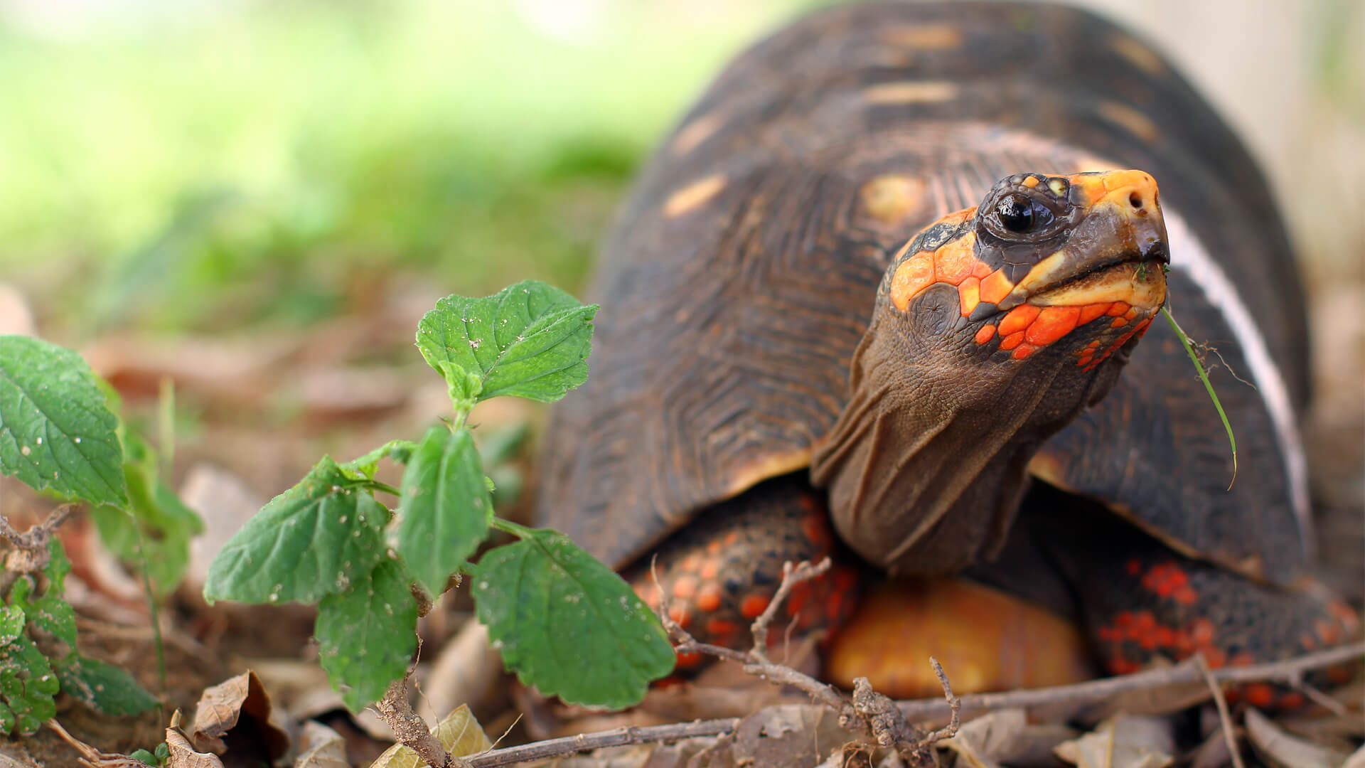 red footed tortoise