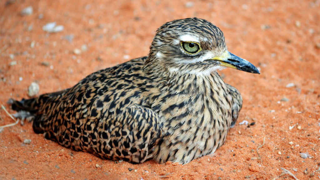 Cape Thick-knee Attraction | Central Florida Zoo Animals