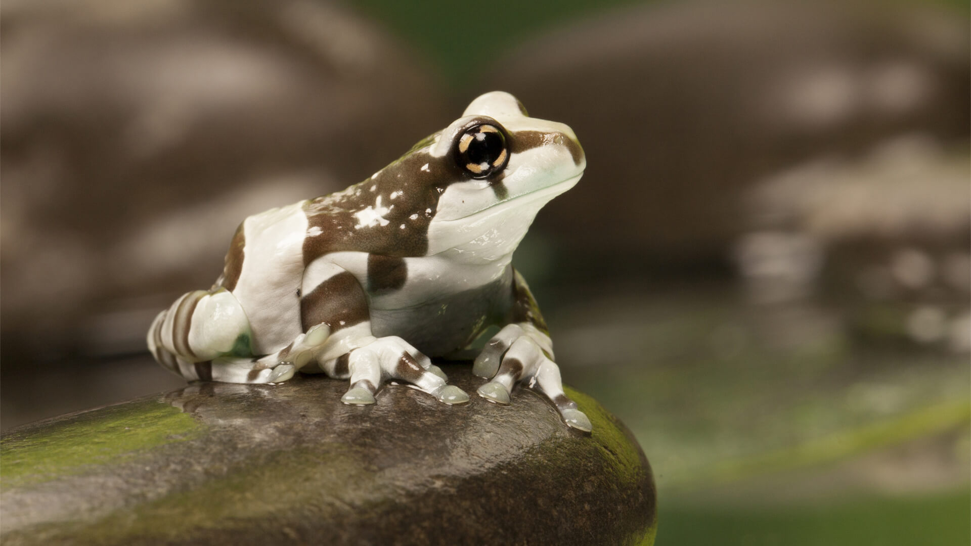 Amazon Milk Frog Care Sheet