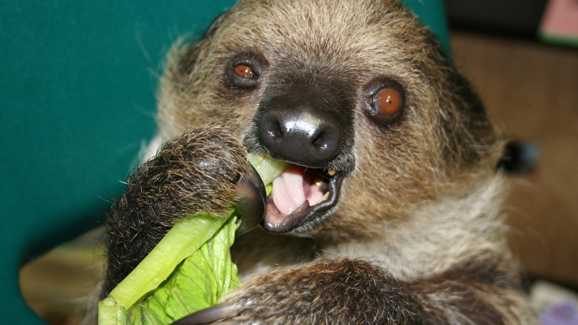 Central Florida Zoo & Botanical Gardens two-toed-sloth-(3) – Central