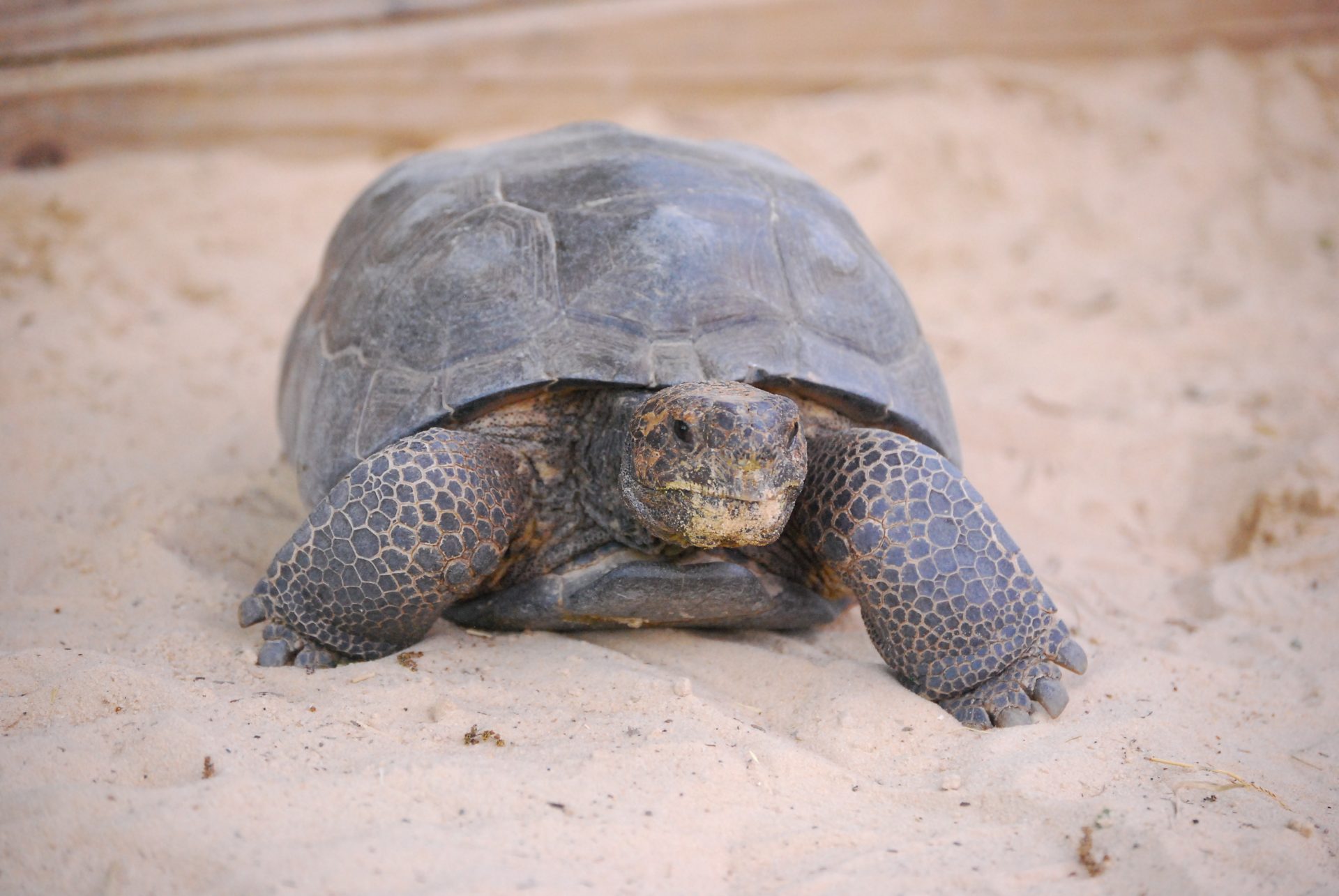 Image result for gopher tortoise florida