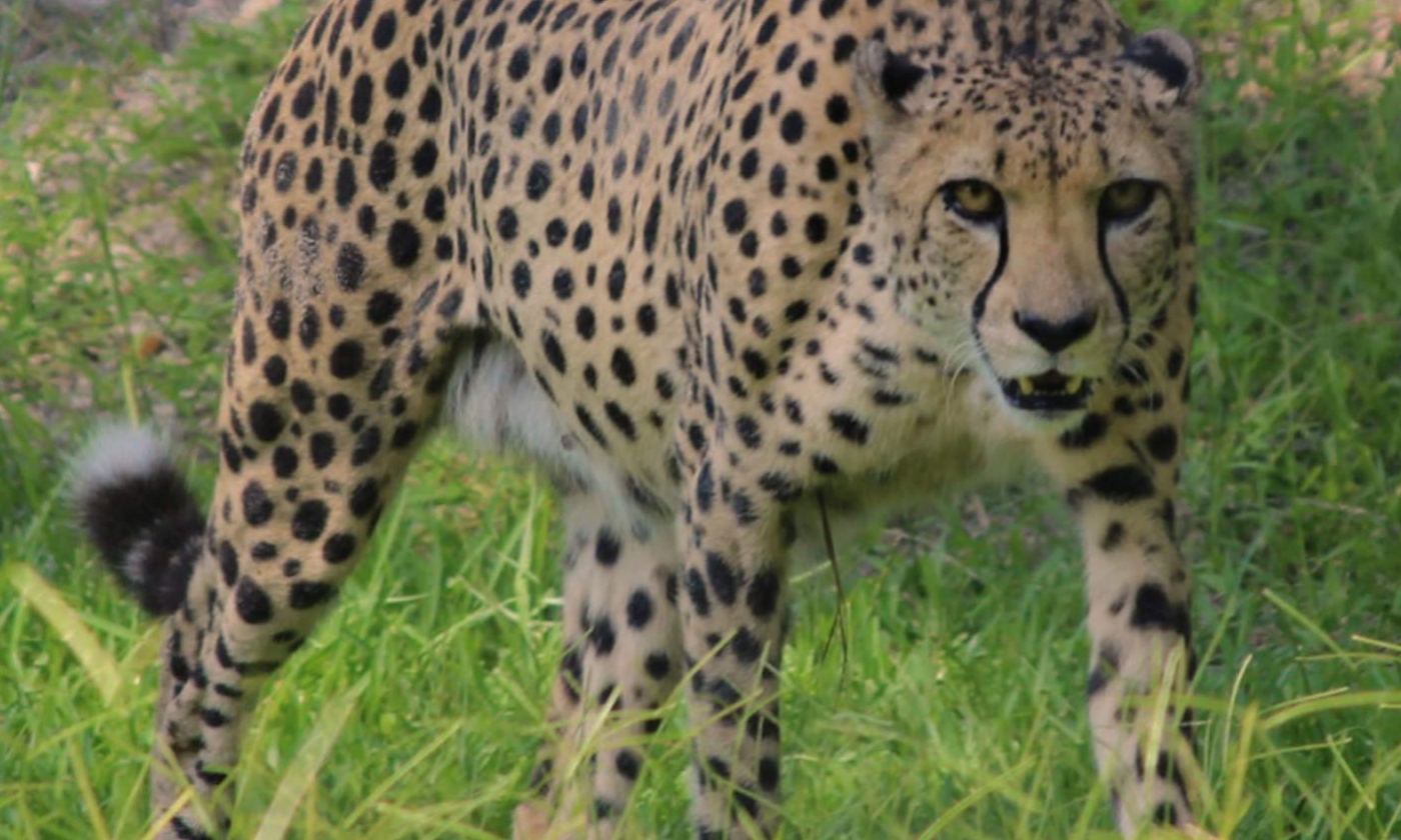 Central Florida Zoo & Botanical Gardens cheetah12_1400x840_acf_cropped