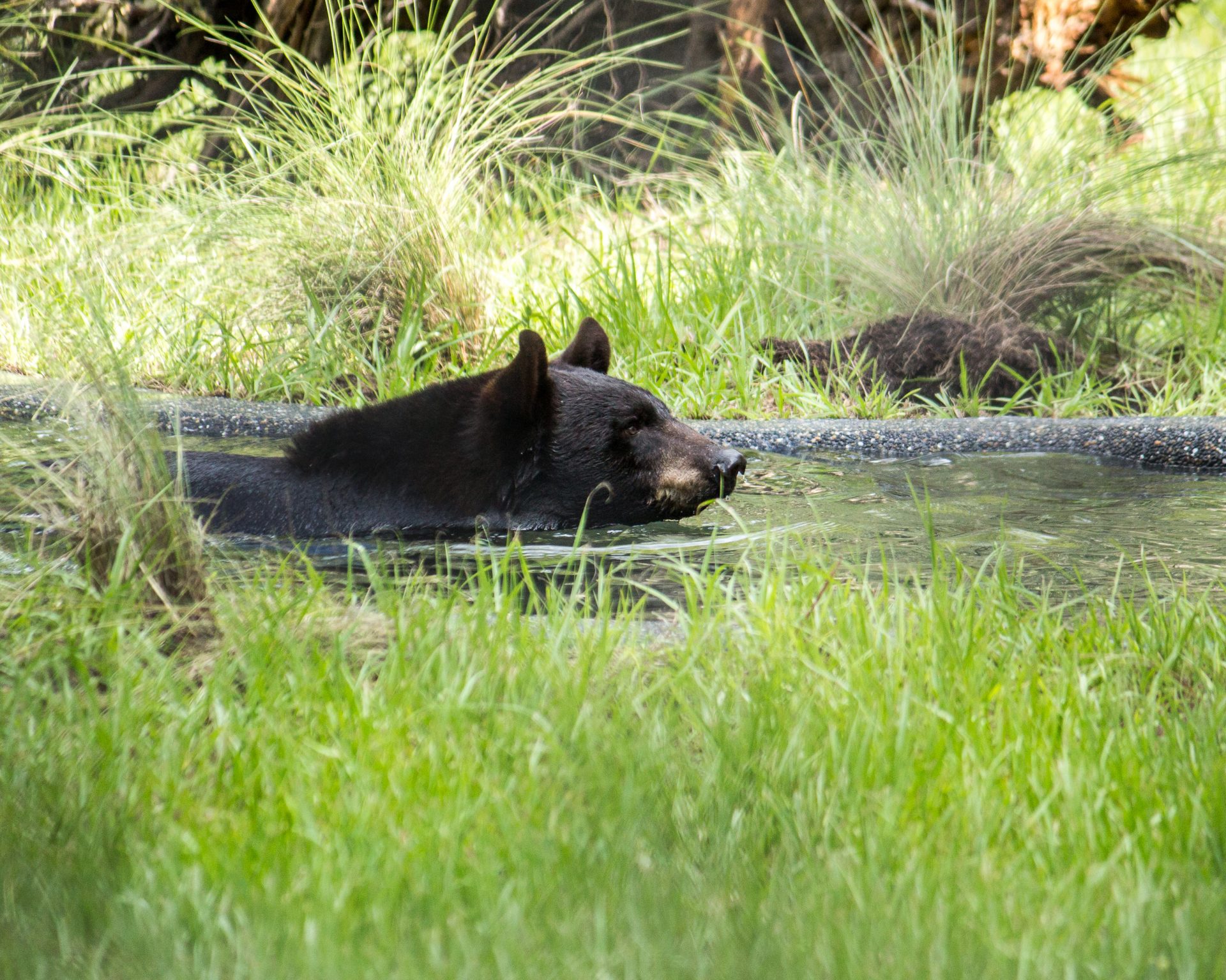 Central Florida Zoo & Botanical Gardens Florida Black Bear Central