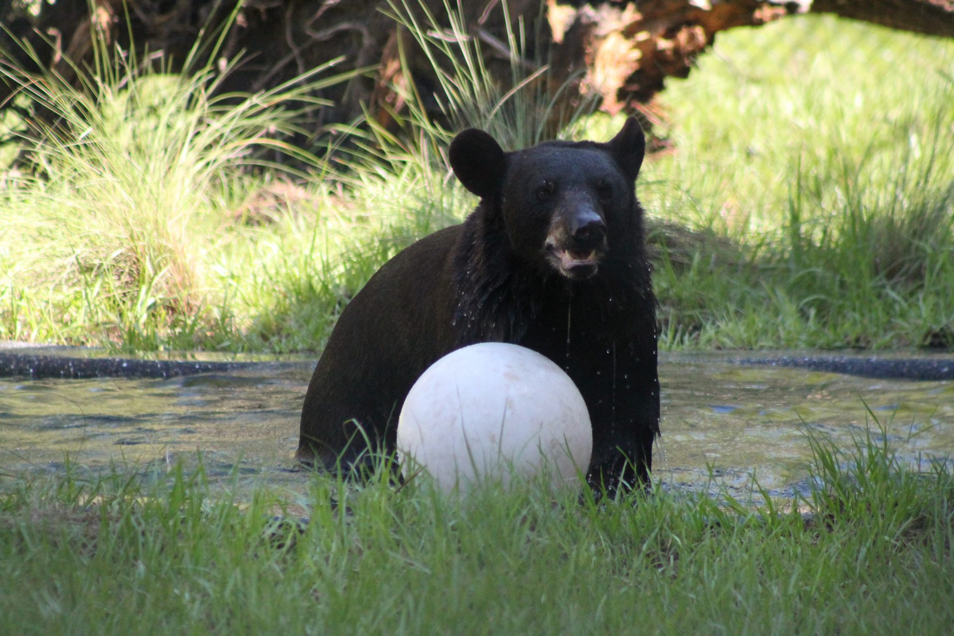 Central Florida Zoo & Botanical Gardens Florida Black Bear - Central