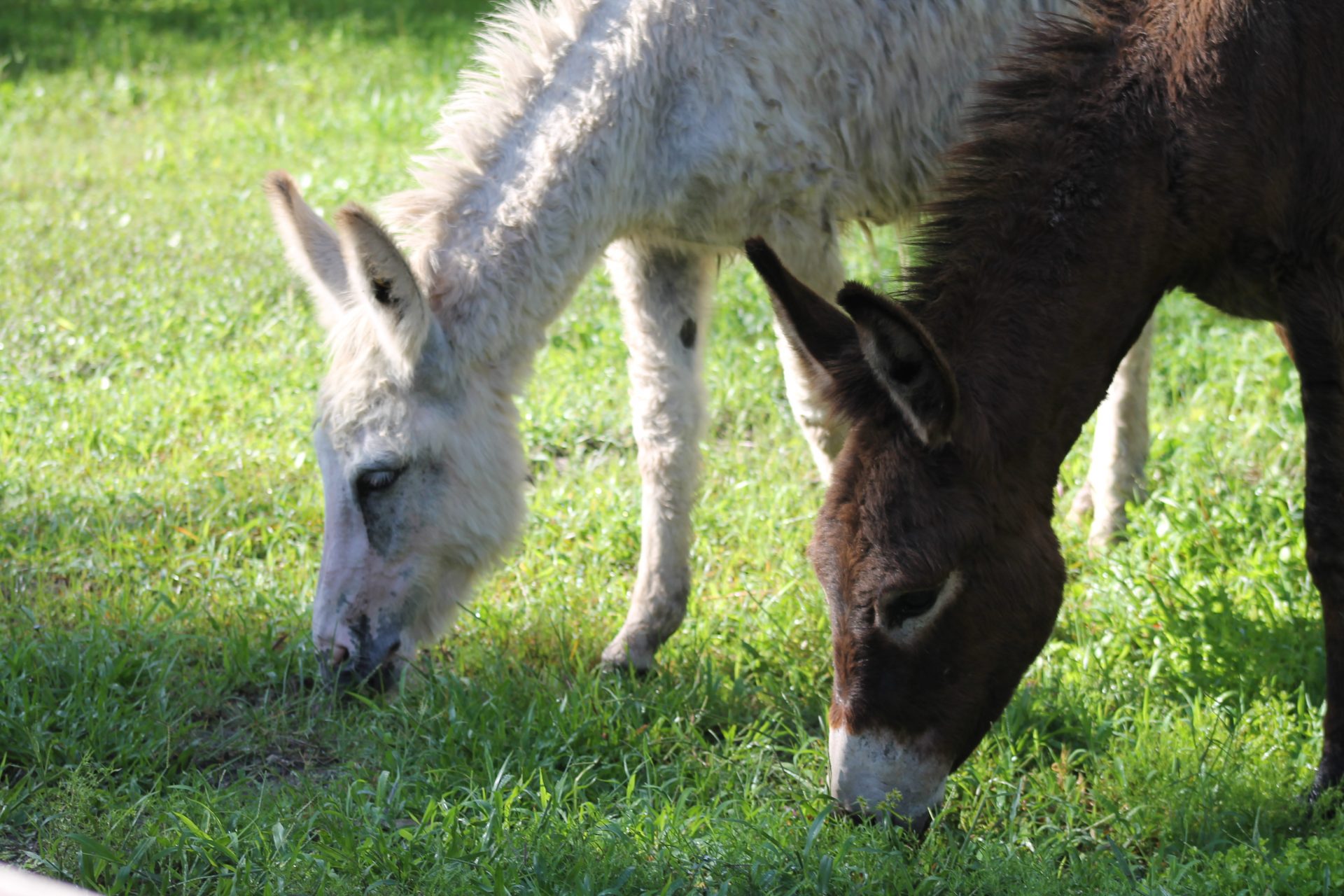 Donkey Attraction Central Florida Zoo Animals