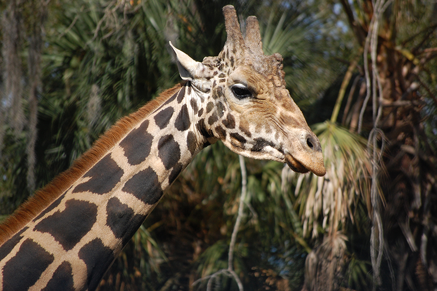 Emba the giraffe