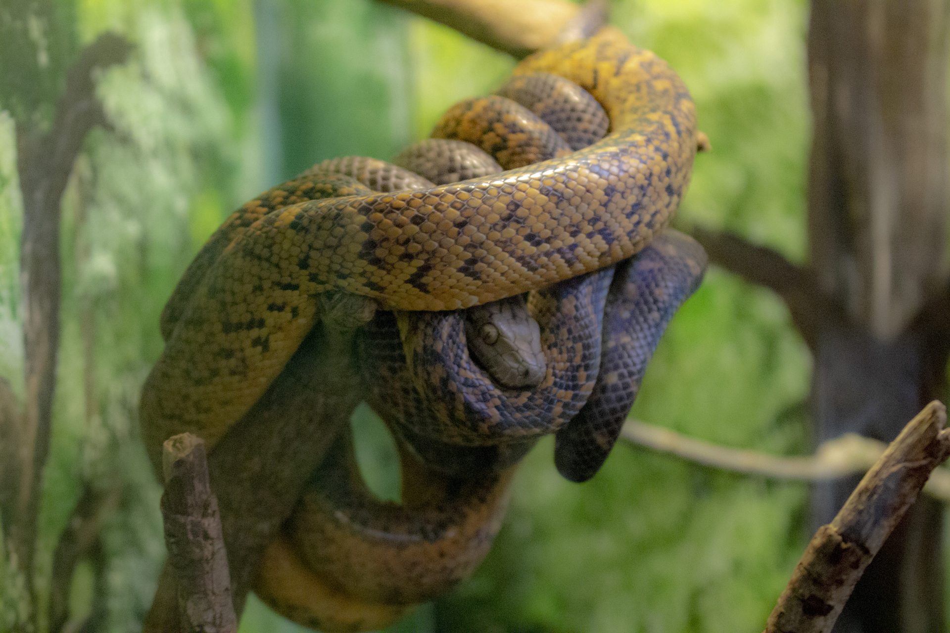 Central Florida Zoo & Botanical Gardens Jamaican Boa Attraction