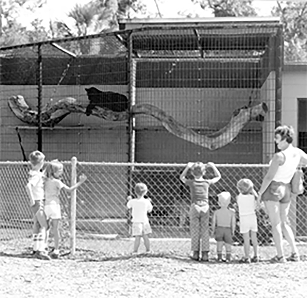 guests looking into panther exhibit