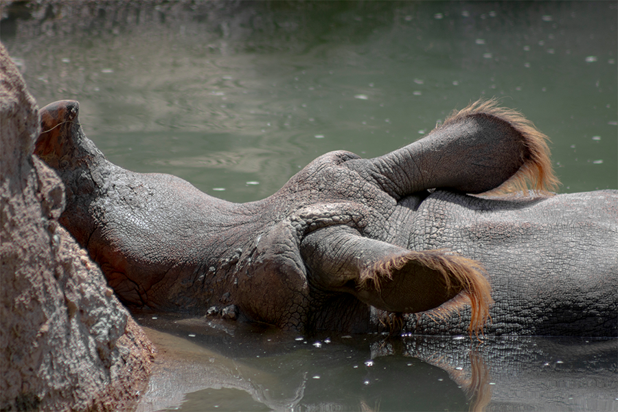 greater one horned indian rhino p.j. swimming in his pool