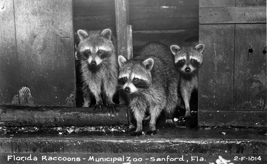sanford raccoons