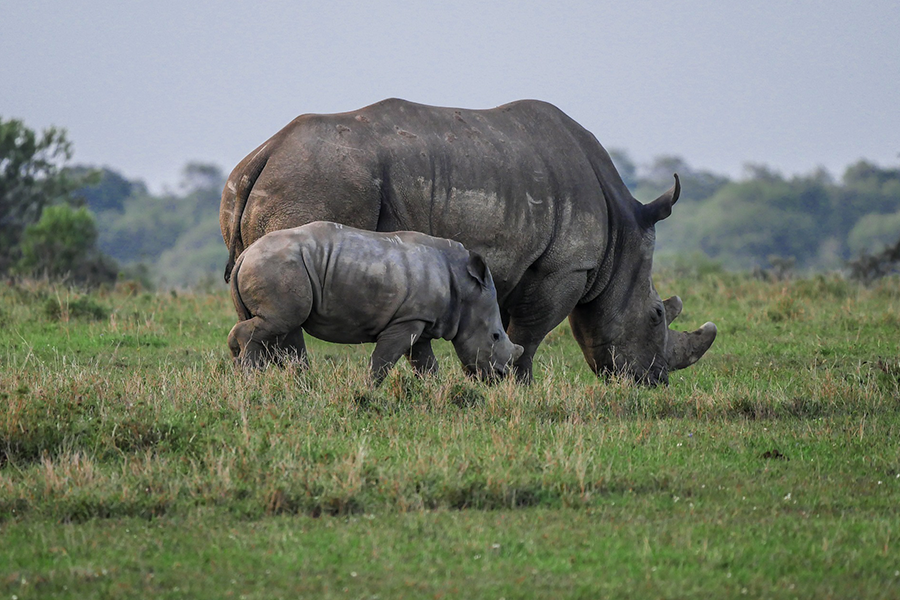 mom and young rhino