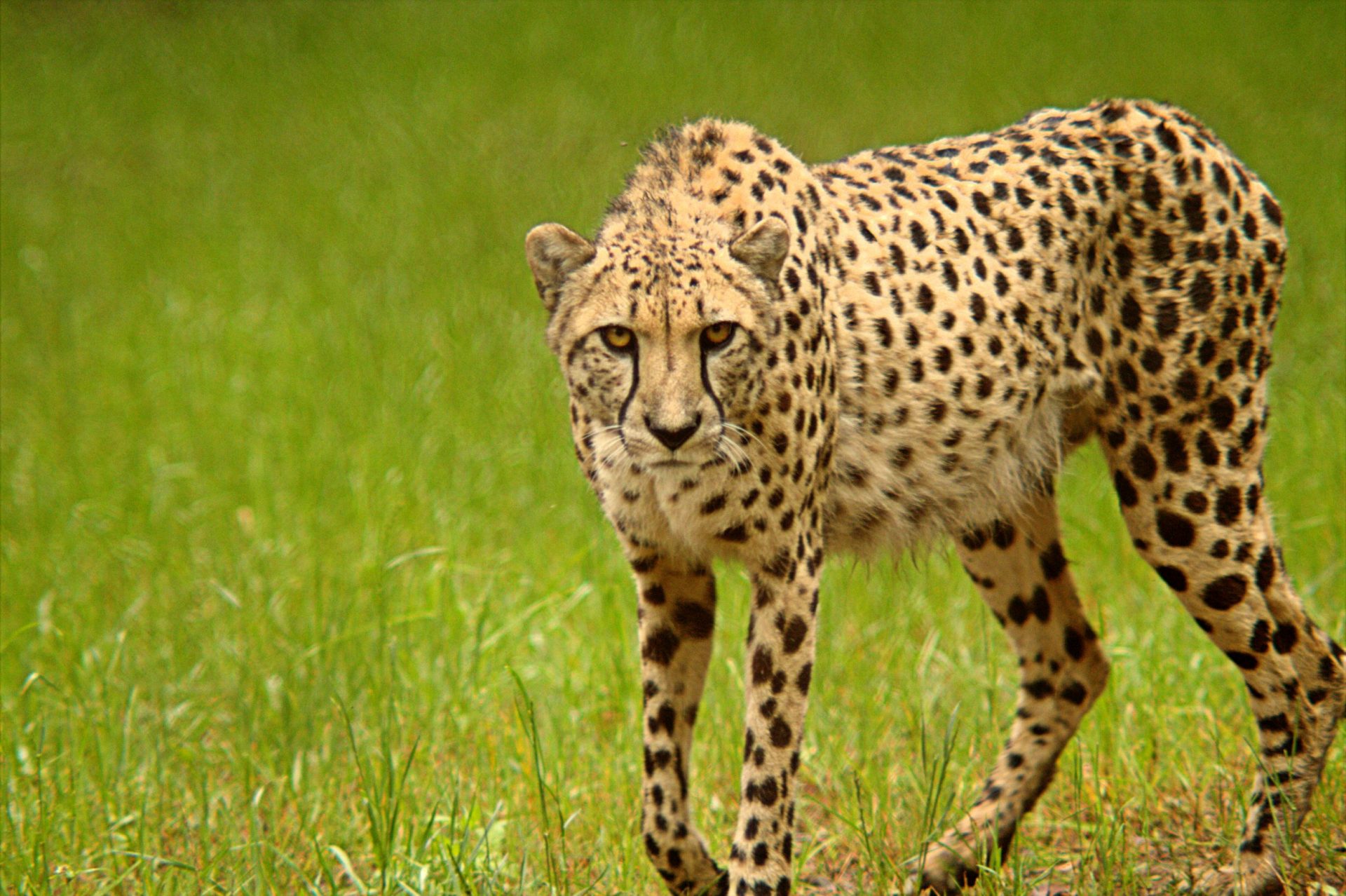 Central Florida Zoo & Botanical Gardens Learn About How to Help Zoos ...