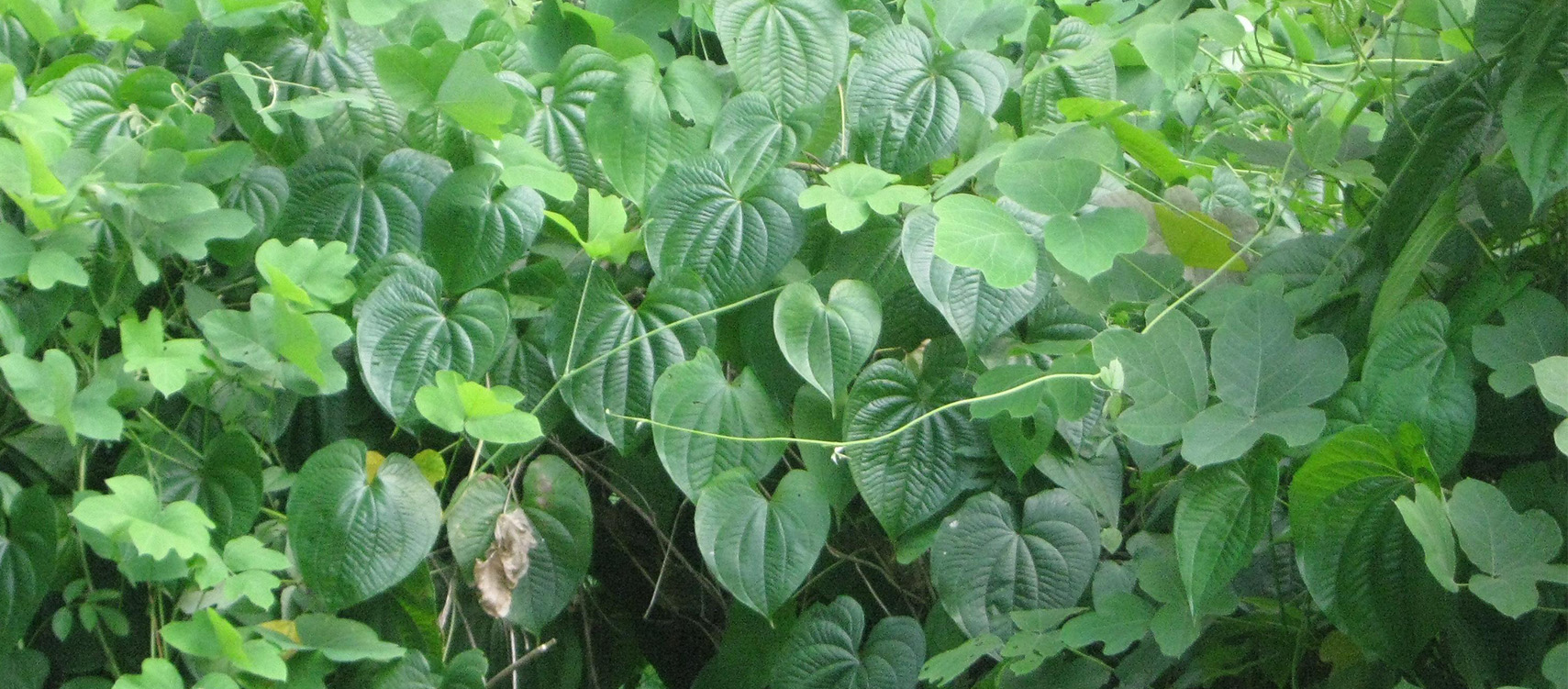 Central Florida Zoo & Botanical Gardens invasive species web – Central