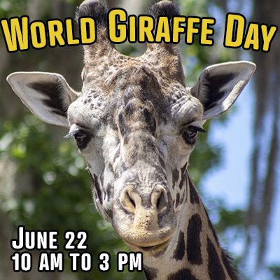 World Giraffe Day Central Florida Zoo Botanical Gardens World Giraffe Day Central Florida Zoo Botanical Gardens