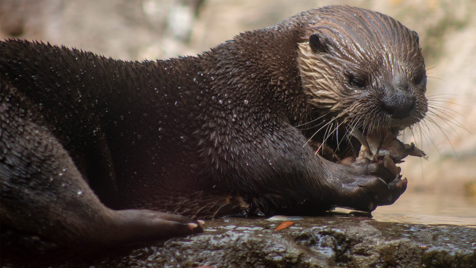 Central Florida Zoo & Botanical Gardens private Central Florida Zoo