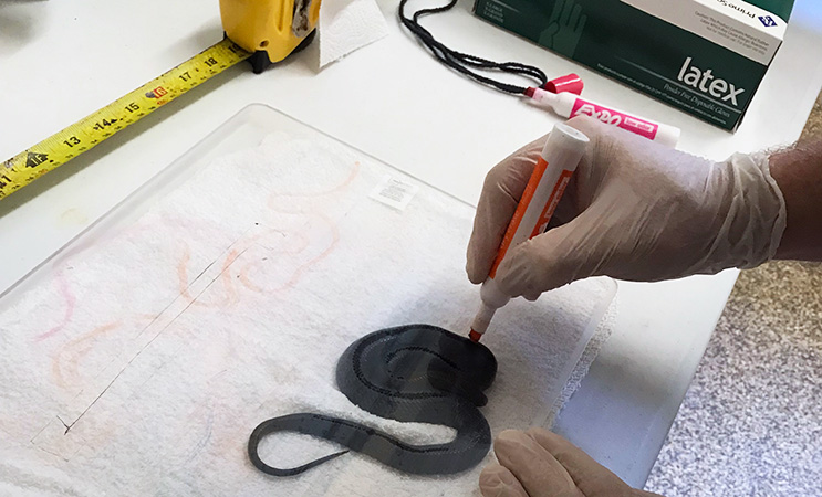 Measuring baby indigo snake