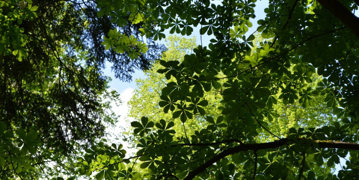 Featured Image