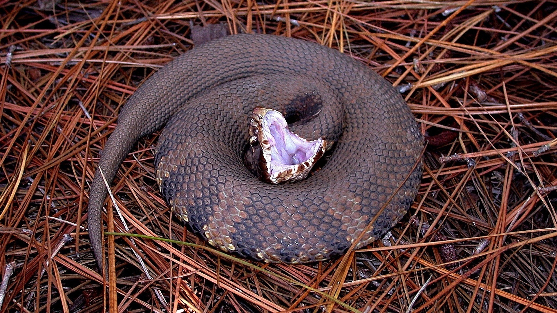 Cottonmouth snake coiled