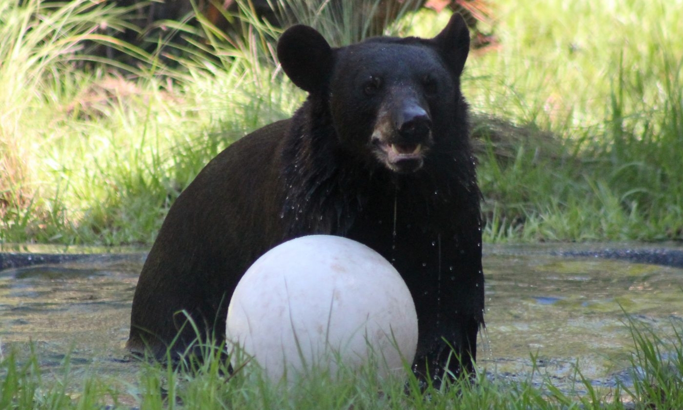 A bear in the zoo