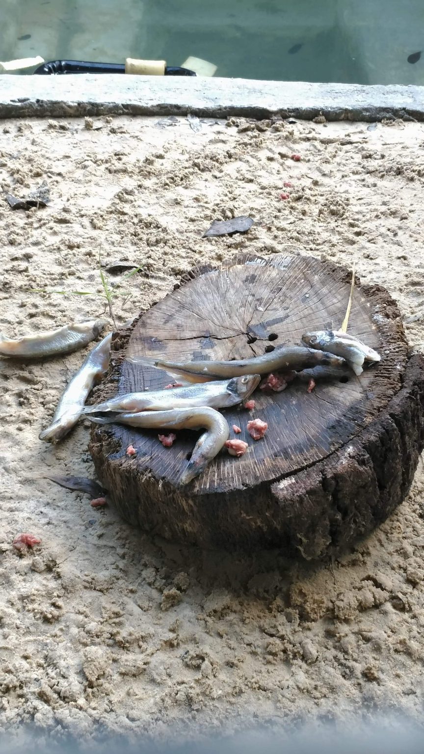 Central Florida Zoo & Botanical Gardens River Otter Habitat - Central