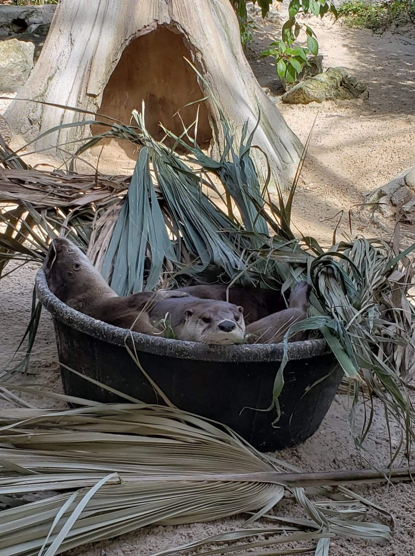 Central Florida Zoo & Botanical Gardens River Otter Habitat - Central