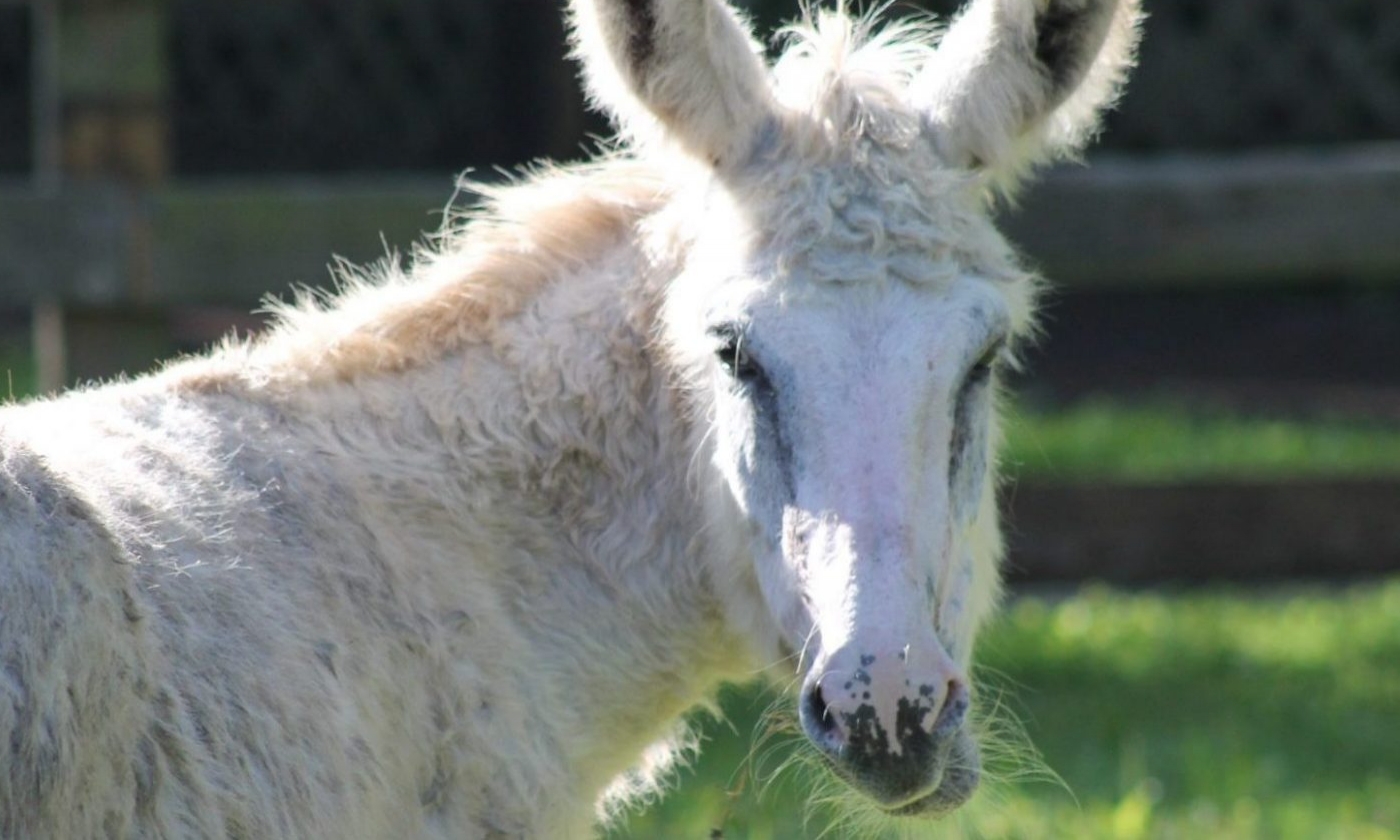 The face of a donkey in a zoo