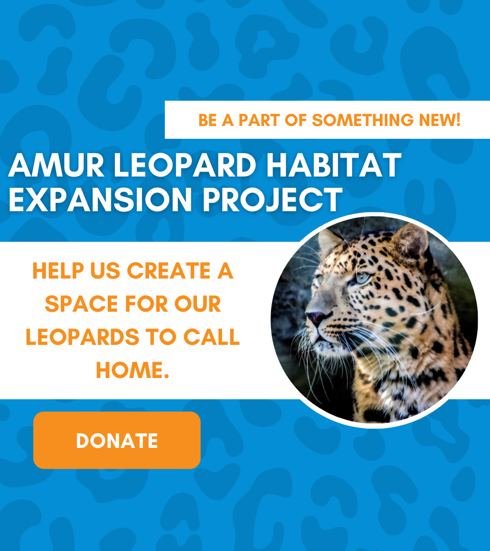 Amur Leopard Habitat Expansion Project - Donate